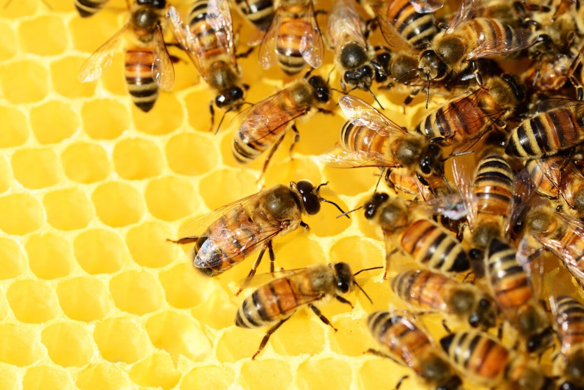 Die Main-Post berichtet über unsere Bienen-AG